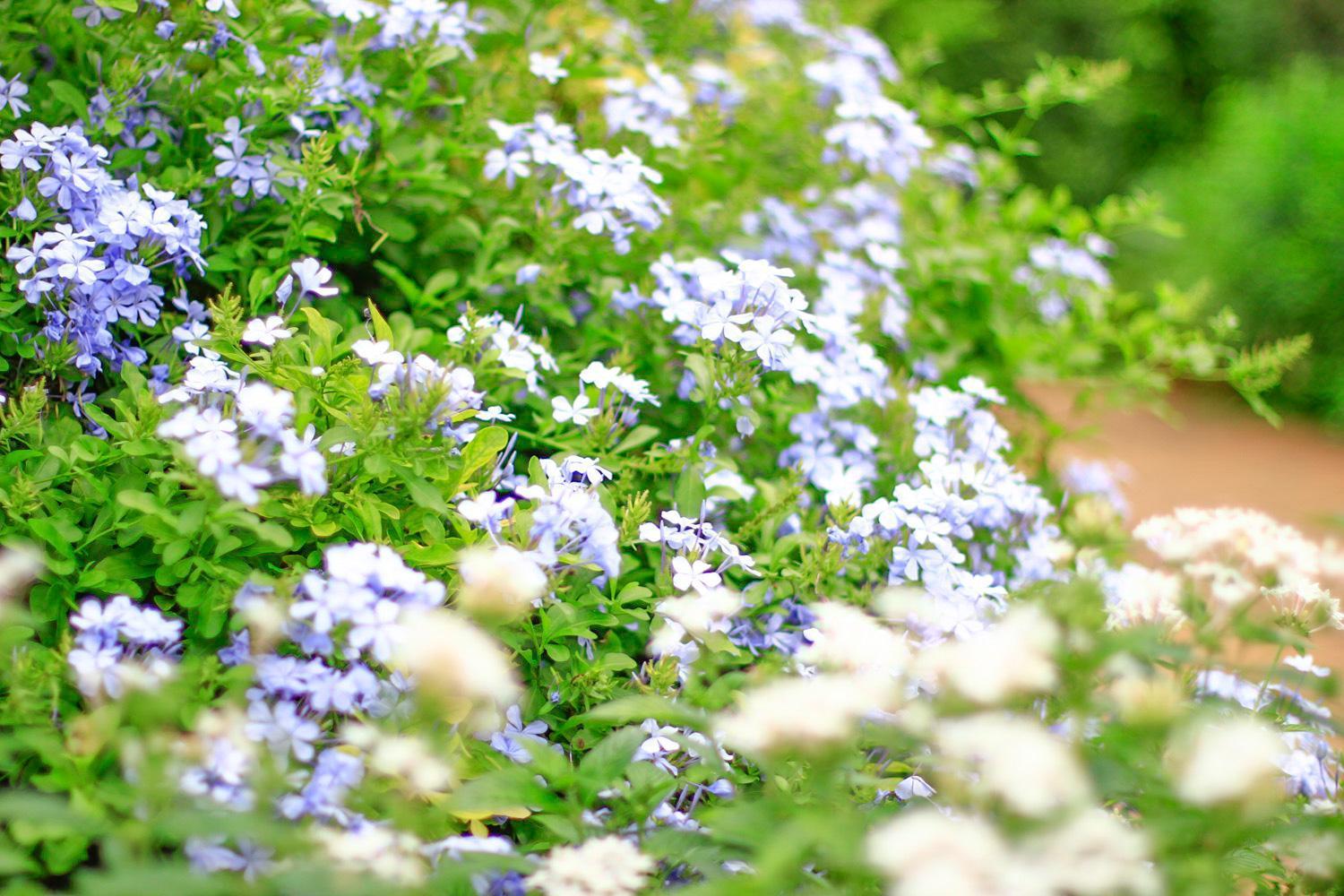 Pottery Flower B&B 集集鎮 エクステリア 写真